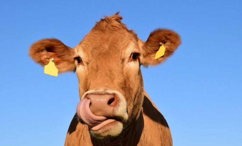 وجدت دراسة لوزارة الزراعة الأمريكية أن الأبقار التي تتغذى على كعكة القنب تحتفظ بمستويات آمنة من THC و CBD في لحومها